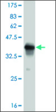 ANTI-PUM2 antibody produced in mouse clone 2F10, purified immunoglobulin, buffered aqueous solution