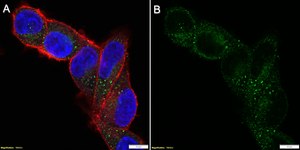 Anti-AGTR1 Antibody, clone 1I12 ZooMAb® Rabbit Monoclonal recombinant, expressed in HEK 293 cells