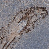 Anti-CALCRL antibody produced in rabbit Prestige Antibodies&#174; Powered by Atlas Antibodies, affinity isolated antibody, buffered aqueous glycerol solution