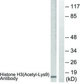 Anti-Histone H3 (Acetyl-Lys9) antibody produced in rabbit affinity isolated antibody