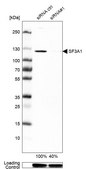 Anti-SF3A1 antibody produced in rabbit Prestige Antibodies&#174; Powered by Atlas Antibodies, affinity isolated antibody, buffered aqueous glycerol solution