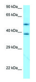 Anti-APOE (N-terminal) antibody produced in rabbit affinity isolated antibody