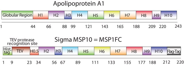 Membrane Scaffold Protein 1FC recombinant, expressed in E. coli, buffered aqueous solution