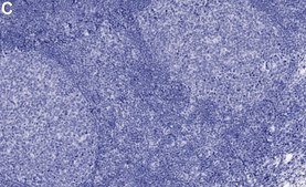 Anti-MYB Antibody, clone 1E12 ZooMAb&#174; Rabbit Monoclonal recombinant, expressed in HEK 293 cells