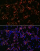 Anti-CD13/ANPEP antibody produced in rabbit