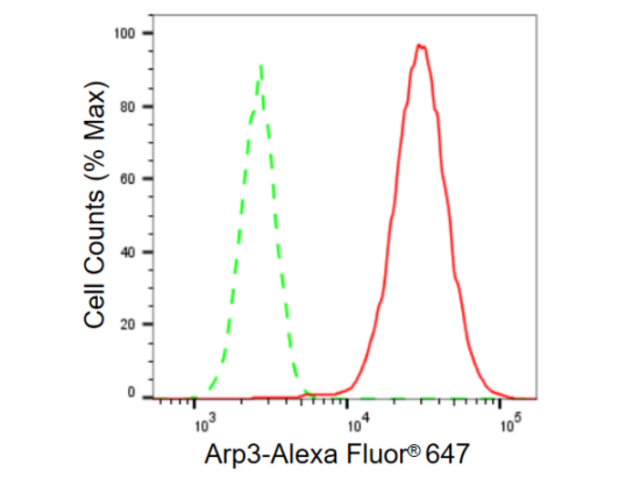 KD-Validated Anti Arp3 Antibody, clone 23GB615, Rabbit Monoclonal clone 23GB615, recombinant rabbit monoclonal, expressed in HEK293 cells