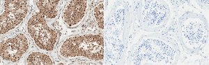Anti-Anillin Antibody, clone 2C6 ZooMAb&#174; Rabbit Monoclonal recombinant, expressed in HEK 293 cells