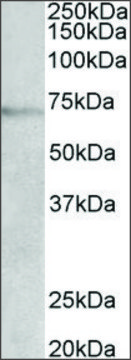 Anti-DBH antibody produced in goat affinity isolated antibody, buffered aqueous solution
