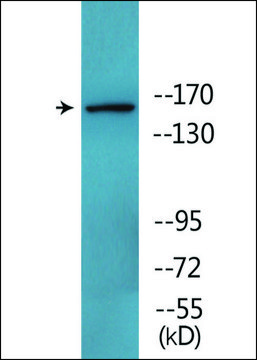 Anti-phospho-Werner Syndrome Helicase (pSer1141) antibody produced in rabbit affinity isolated antibody