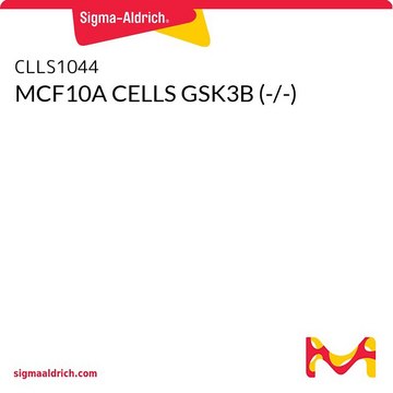 MCF10A CELLS GSK3B (-/-)