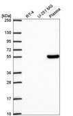 Anti-TCF7 antibody produced in rabbit Prestige Antibodies&#174; Powered by Atlas Antibodies, affinity isolated antibody