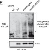 Monoclonal Anti-&#945;-Tubulin antibody produced in mouse clone B-5-1-2, ascites fluid