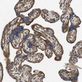 Anti-ZDHHC5 antibody produced in rabbit Prestige Antibodies&#174; Powered by Atlas Antibodies, affinity isolated antibody, buffered aqueous glycerol solution