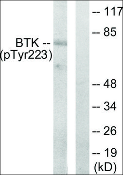 Anti-phospho-BTK (pTyr223) antibody produced in rabbit affinity isolated antibody