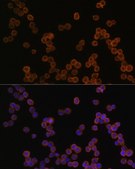 Anti-CD44 antibody produced in rabbit