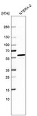 Anti-MCRS1 antibody produced in rabbit Prestige Antibodies&#174; Powered by Atlas Antibodies, affinity isolated antibody, buffered aqueous glycerol solution