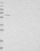 Anti-TRAF4 antibody produced in rabbit Prestige Antibodies&#174; Powered by Atlas Antibodies, affinity isolated antibody, buffered aqueous glycerol solution