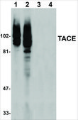 Anti-TACE antibody produced in rabbit affinity isolated antibody, buffered aqueous solution