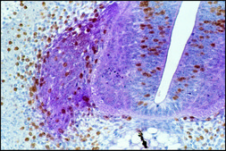 Monoclonal Anti-BrdU antibody produced in mouse clone BU-33, ascites fluid, Immunohistology Grade