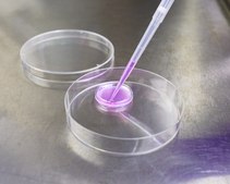 Millicell® 6 well standing inserts pore size 0.4 μm, diam. 30 mm, transparent PTFE membrane, hydrophilic, H 5 mm, sterile