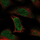 Anti-ATE1 antibody produced in rabbit Prestige Antibodies&#174; Powered by Atlas Antibodies, affinity isolated antibody, buffered aqueous glycerol solution
