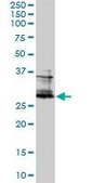 Monoclonal Anti-FOSL2 antibody produced in mouse clone 2B4-1C2, purified immunoglobulin, buffered aqueous solution