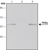 Monoclonal Anti-Protein Kinase&#160;B&#945; antibody produced in mouse clone PKB-175, ascites fluid