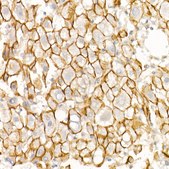 Anti-E-Cadherin Antibody, clone 2Q9Y7, Rabbit Monoclonal