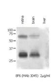 Anti-Connexin 35/36 Antibody, clone 8F6.2 clone 8F6.2, Chemicon&#174;, from mouse