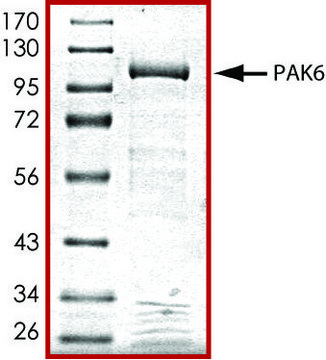 PAK6, active, GST tagged human PRECISIO&#174; Kinase, recombinant, expressed in baculovirus infected Sf9 cells, &#8805;70% (SDS-PAGE), buffered aqueous glycerol solution