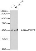 Anti-SLC22A3/OCT3 antibody produced in rabbit