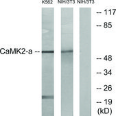 Anti-CAMK2 antibody produced in rabbit affinity isolated antibody