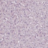 Anti-RSPH9 antibody produced in rabbit Prestige Antibodies&#174; Powered by Atlas Antibodies, affinity isolated antibody, buffered aqueous glycerol solution