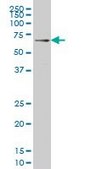 Monoclonal Anti-IRAK3 antibody produced in mouse clone 1A6, purified immunoglobulin, buffered aqueous solution