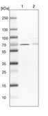 Anti-CDK5RAP3 antibody produced in rabbit Prestige Antibodies&#174; Powered by Atlas Antibodies, affinity isolated antibody, buffered aqueous glycerol solution, Ab2