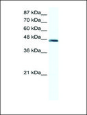 Anti-ENO1 (AB1) antibody produced in rabbit IgG fraction of antiserum