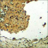 Anti-phospho-AurB (pTyr12) antibody produced in rabbit affinity isolated antibody