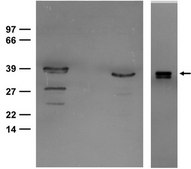 Anti-Arginase-1 Antibody from chicken