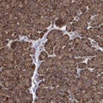 Anti-IFRD1 antibody produced in rabbit Prestige Antibodies&#174; Powered by Atlas Antibodies, affinity isolated antibody, buffered aqueous glycerol solution