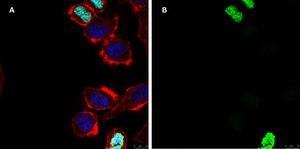 Anti-phospho Histone H3 S10 Antibody, clone 63-1C-8 , ZooMAb® Rabbit Monoclonal recombinant, expressed in HEK 293 cells