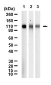 Anti-LAMP2 Antibody, clone H4B4 ZooMAb&#174; Mouse Monoclonal recombinant, expressed in HEK 293 cells