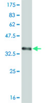 ANTI-ABL2 antibody produced in mouse clone 5C7, purified immunoglobulin, buffered aqueous solution