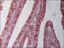 Monoclonal Anti-&#946;-Tubulin I antibody produced in mouse clone SAP.4G5, ascites fluid