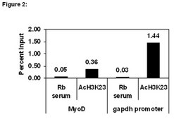 ChIPAb+ Acetyl Histone H3 (Lys23) - ChIP Validated Antibody and Primer Set serum, from rabbit