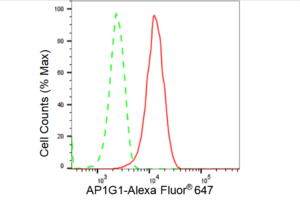 KD-Validated Anti AP1G1 Antibody, clone 23GB3655, Rabbit Monoclonal clone 23GB3655, recombinant rabbit monoclonal, expressed in HEK293 cells