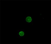 Anti-Goat IgG (whole molecule)–FITC antibody produced in rabbit affinity isolated antibody, buffered aqueous solution