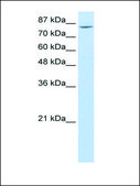 Anti-MCM7 (AB1) antibody produced in rabbit IgG fraction of antiserum