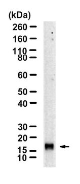 Anti-Interferon &#945;1 Antibody, clone 1M22 ZooMAb&#174; Rabbit Monoclonal recombinant, expressed in HEK 293 cells