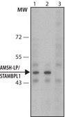 Anti-AMSH-LP / STAMBPL1 (C-terminal) antibody produced in rabbit ~1&#160;mg/mL, affinity isolated antibody