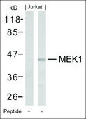 Anti-MAP2K1 (Ab-221) antibody produced in rabbit affinity isolated antibody